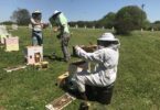 Three people in beekeeping attire inspect hives outside in Georgia.