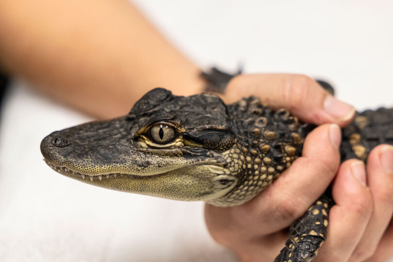 A baby alligator is held in a person's hand, with a close up on its face.